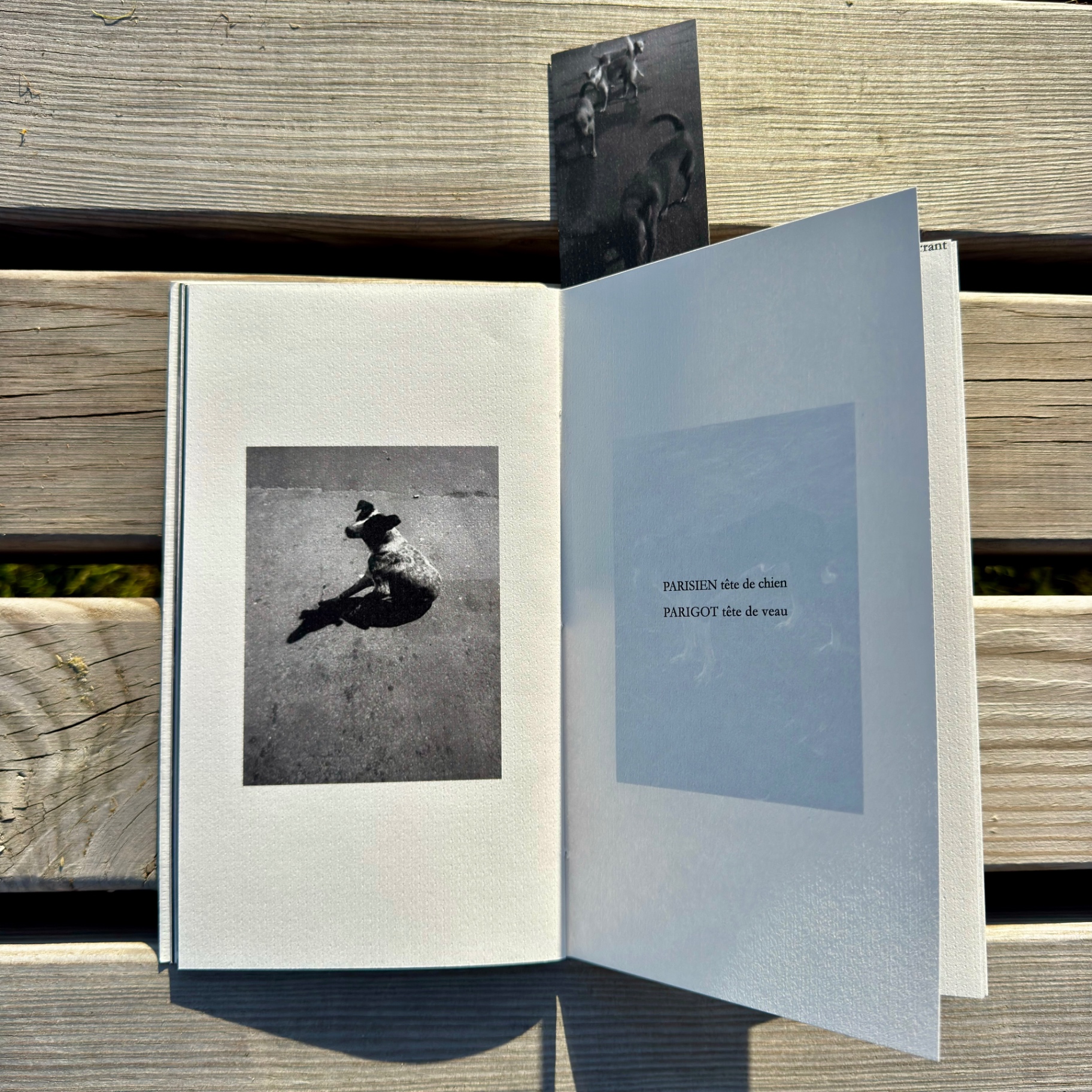 Chiens Galeux — photo 9