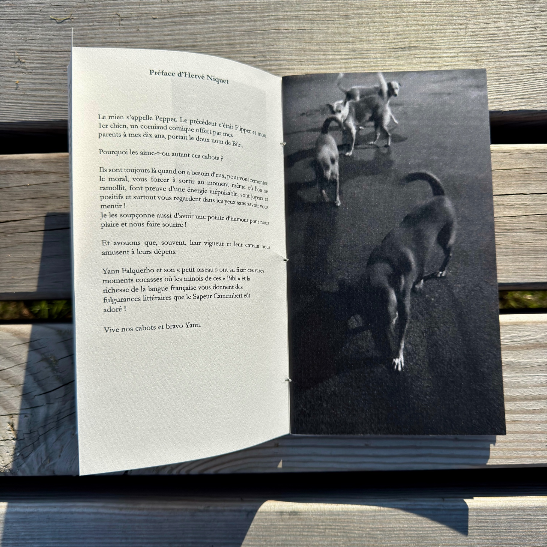 Chiens Galeux — photo 11