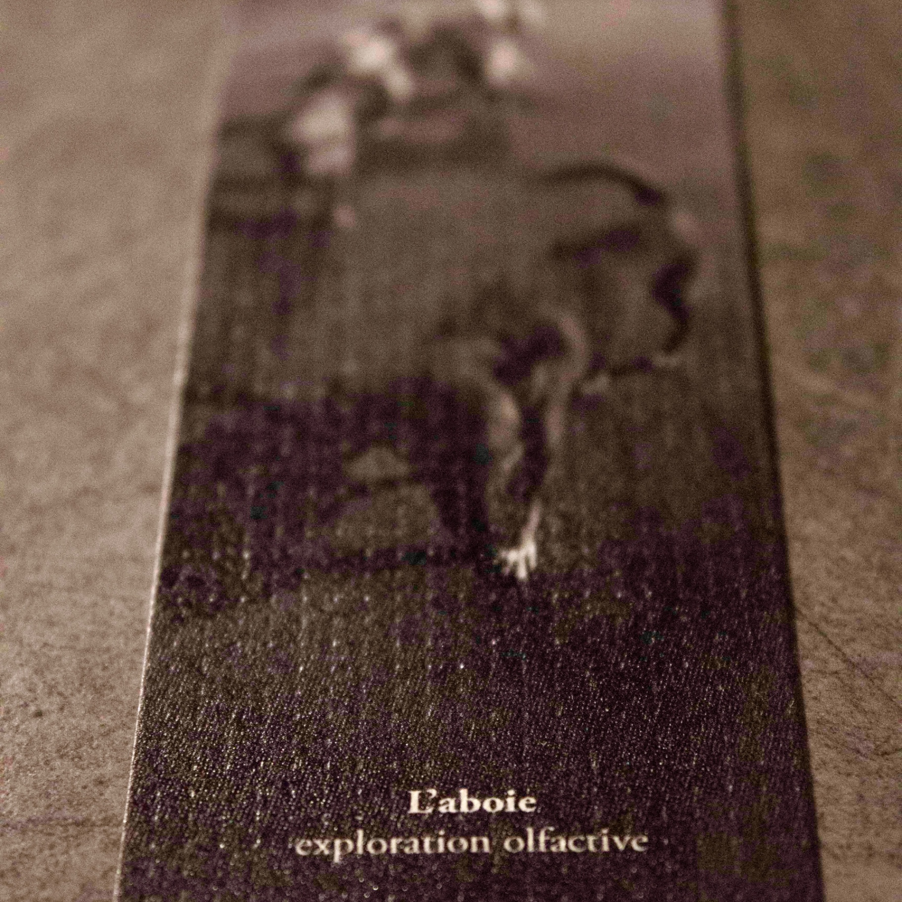 Chiens Galeux — photo 12