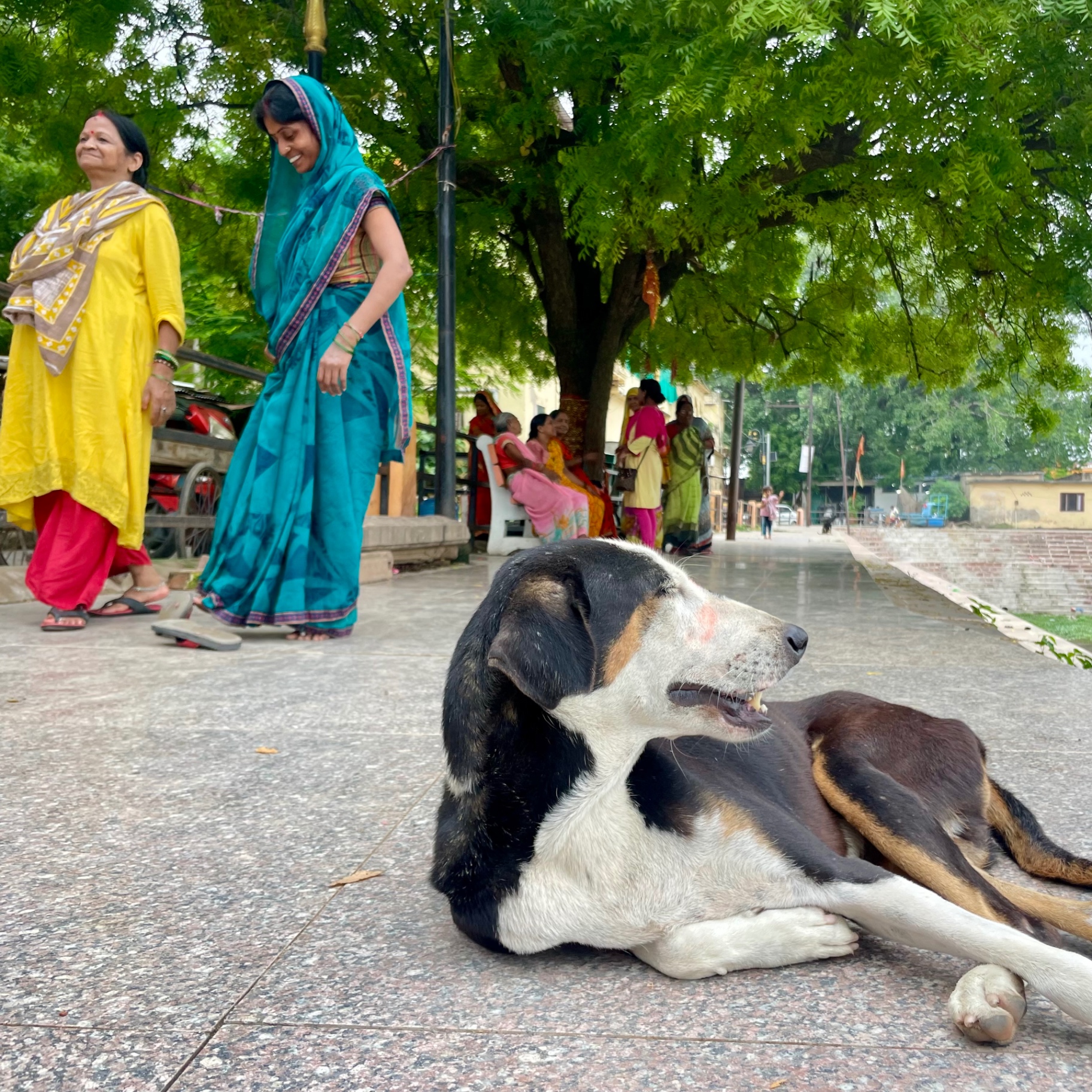 Chiens Libres — photo 1