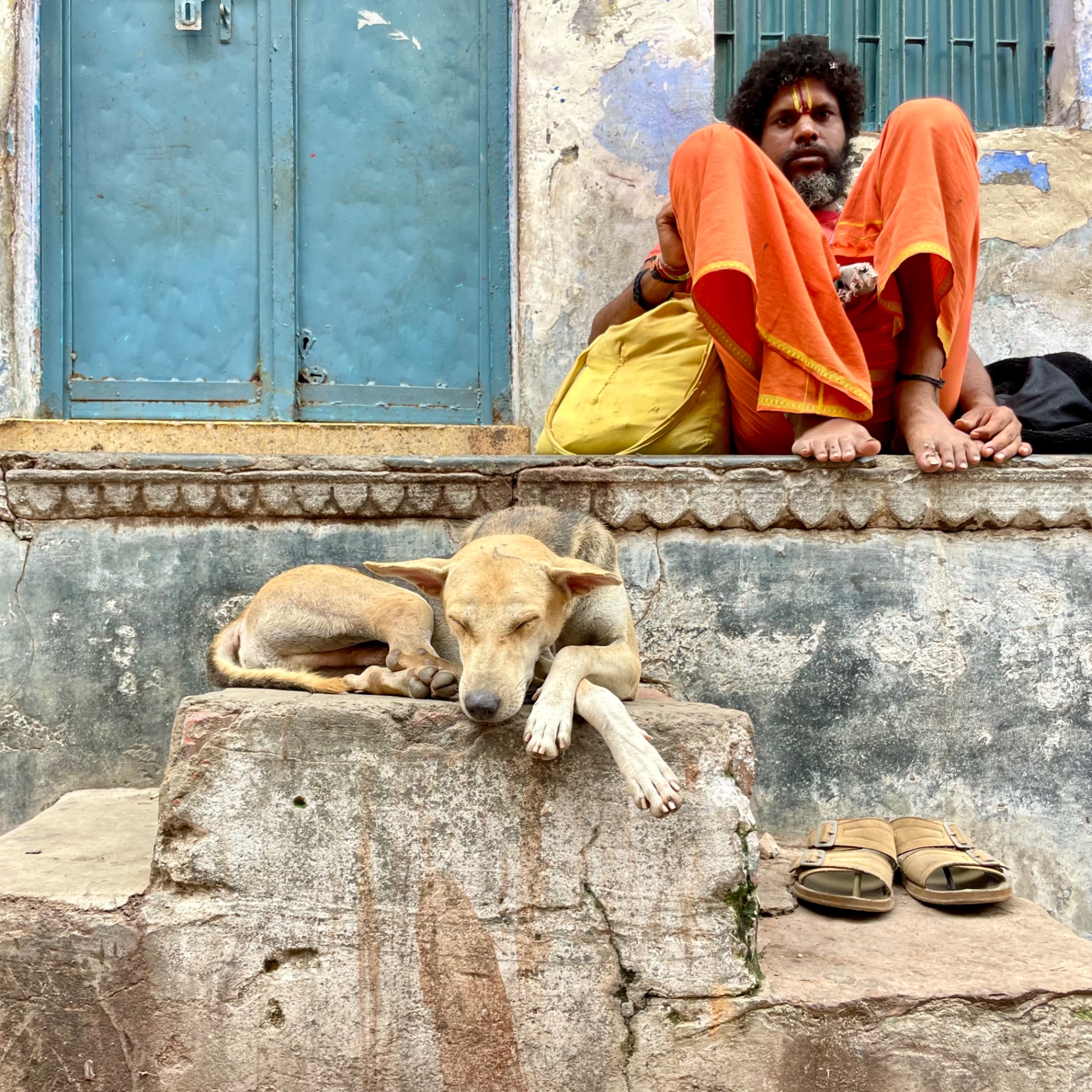 Chiens Libres — photo 2