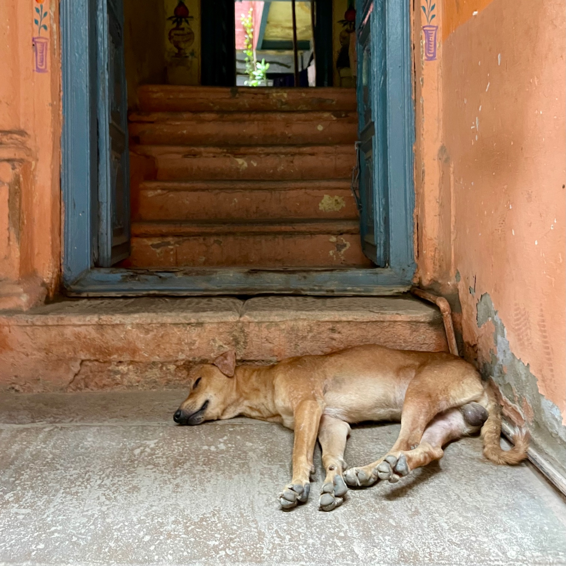 Chiens Libres — photo 3