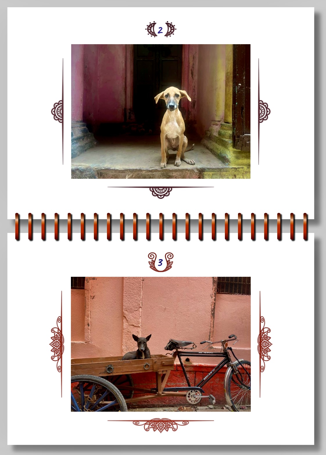 Chiens Libres — photo 5
